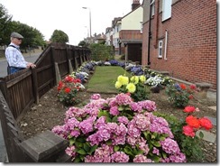 Edward admiring the garden along the street