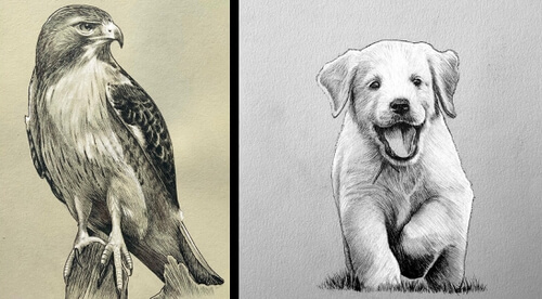 00-Animal-Drawings-Jonny-Seymour-www-designstack-co