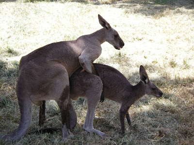 kangaroos in australia. kangaroos in