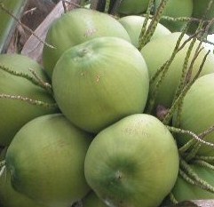 Manfaat buah  kelapa  muda es degan fresh