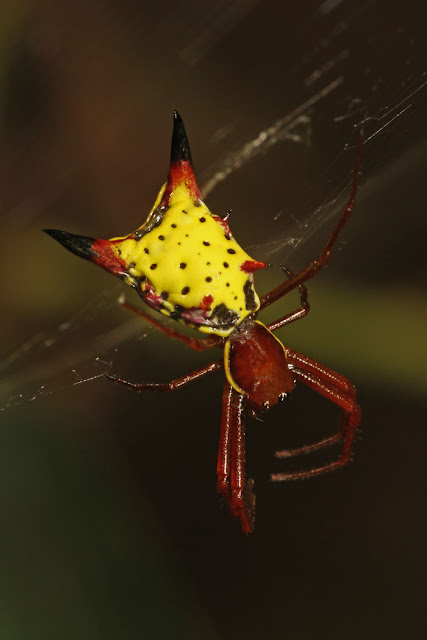 Sungguh Indah! Bagian belakang laba-laba ini terlihat seperti pikachu