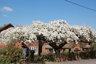 Japanese flowering cherry