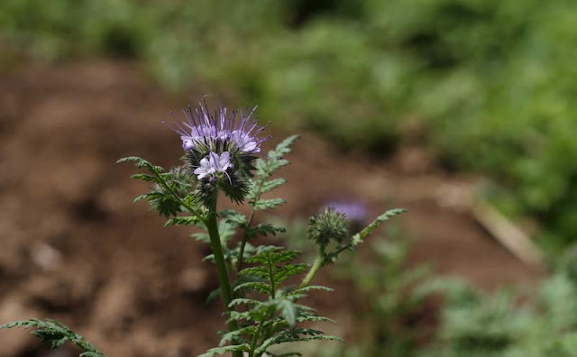 Phacelia Tanacetifolia Flowers Pictures