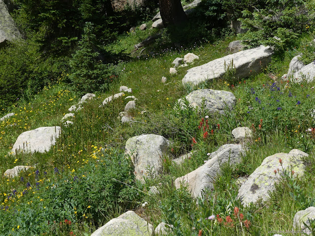 41: many colors of spots that are all wildflowers