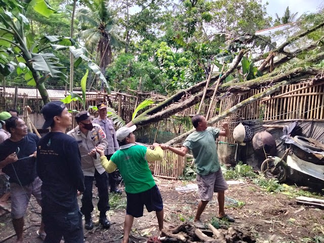 Diguyur Hujan, Rumah Warga Desa Tegalretno Ditimpa Dua Pohon Sekaligus