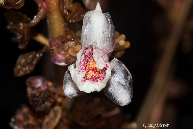 Geostachys annamensis