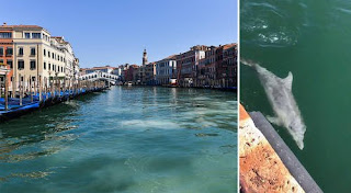 Dolphins , effects of COVID-19 on our environment,  venice canals