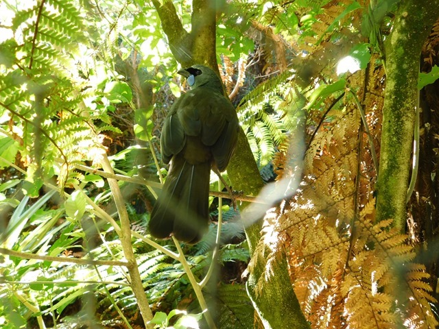 C023_NZ NI Mt Bruce Wildlife Centre_2018-04-27_DSCN9051