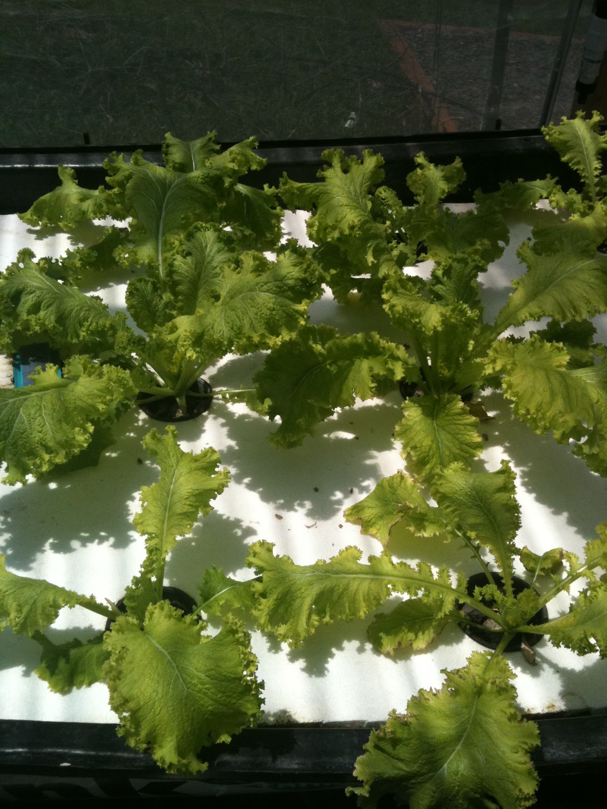 In raft bed two, I planted new lettuces (shown in video). I bought the 