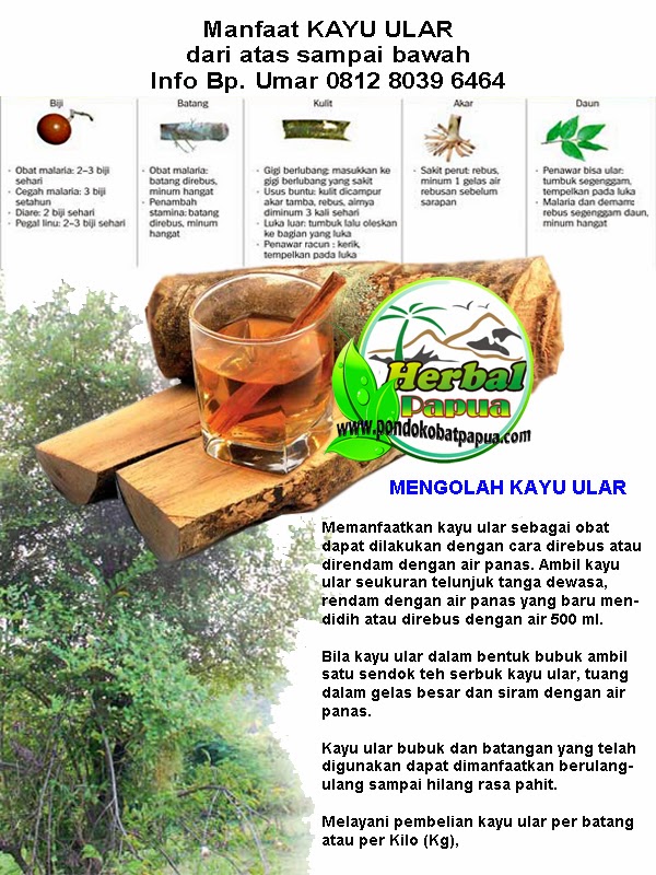  GAMBAR  KAYU ULAR TOKO HERBAL PAPUA