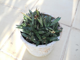 cacto gasteria