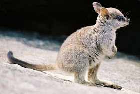 funny animal pictures, baby kangaroo