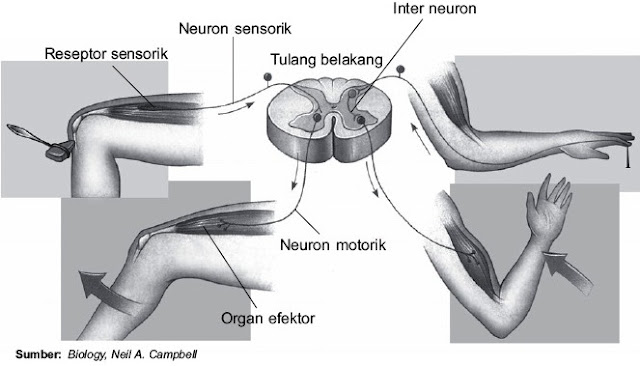 gerak refleks terjadi