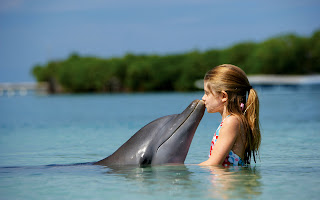 Little super Kissing Dolphin HD Wallpaper