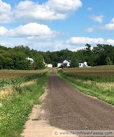 looking down a lane to a farm surrounded by corn fields and woods