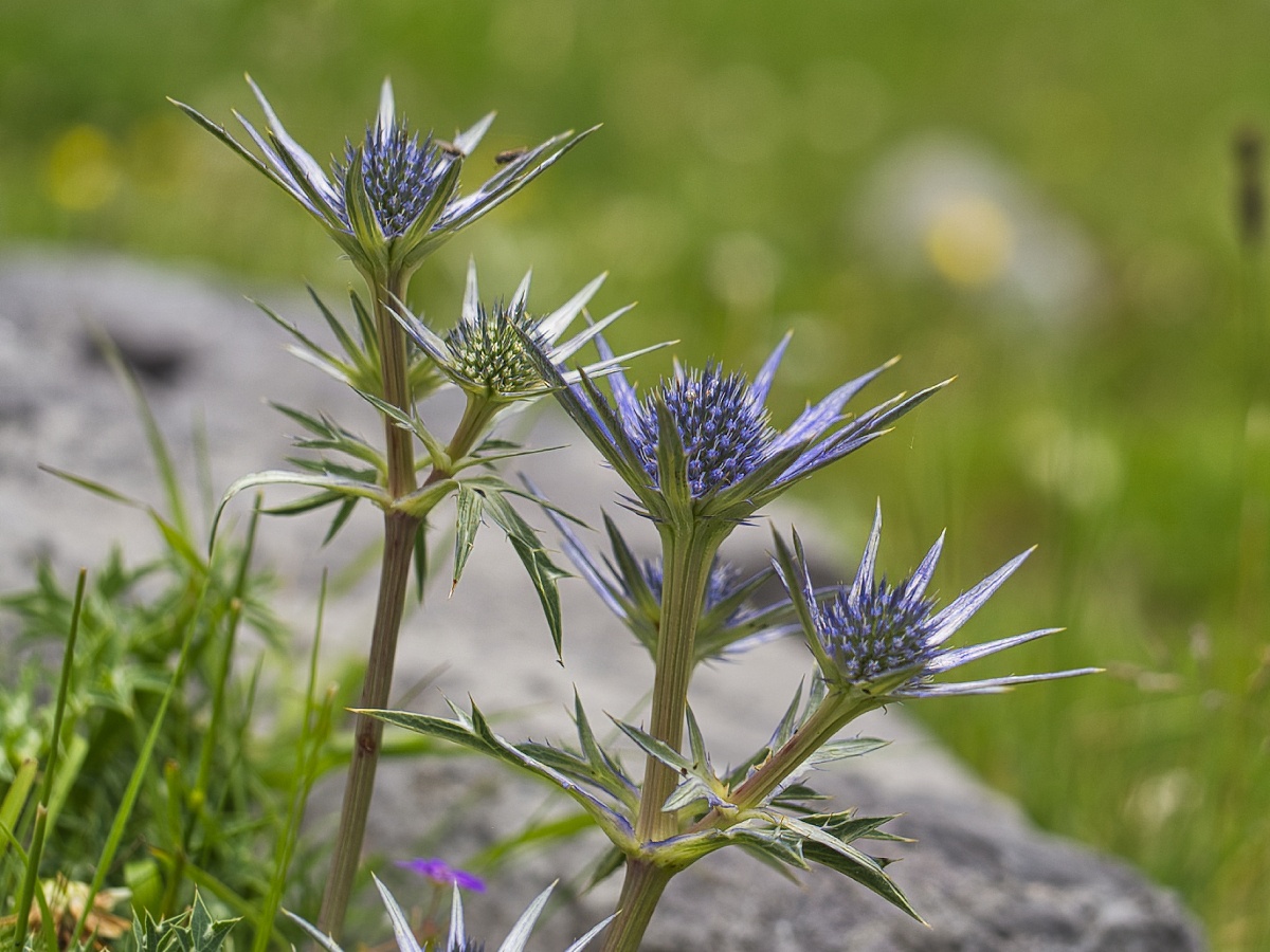 Eryngium bourgatii