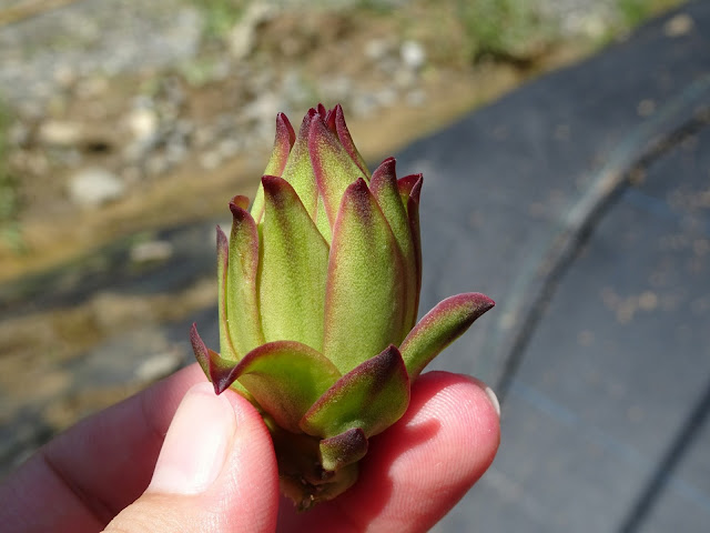 嘉東李媽媽青果社 紅龍果