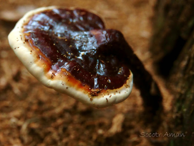 Ganoderma neojaponicum