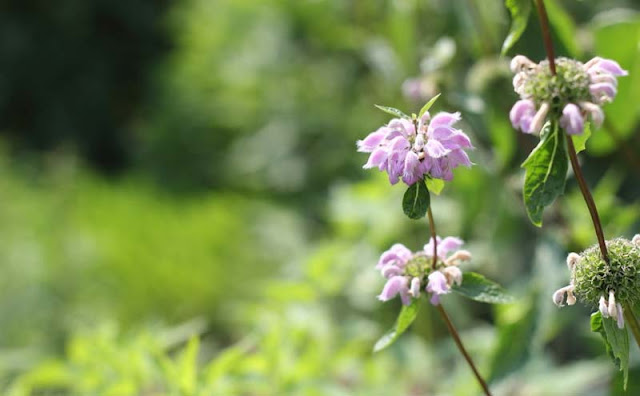 Jerusalem Sage Flowers