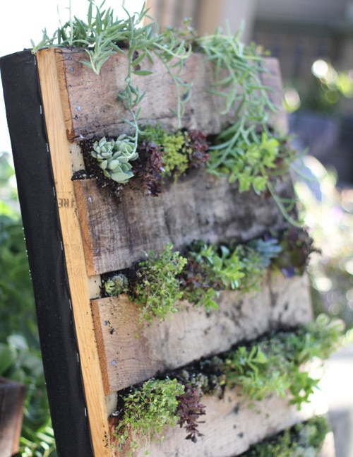 Recycled Pallet Vertical Garden