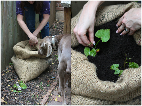 Grow Bags for Sweet Potatoes  Potato gardening, Growing