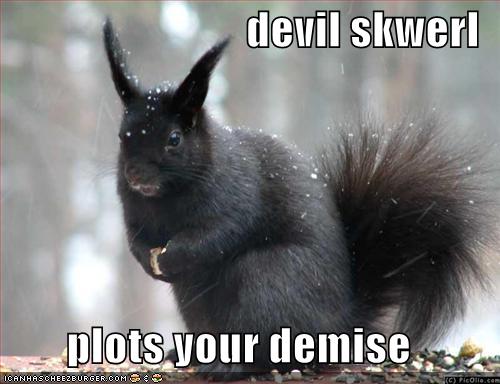 Funny Squirrels pictures |Funny Animal