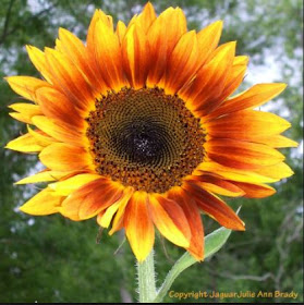 Autumn Beauty Sunflower - Copyright JaguarJulie Ann Brady