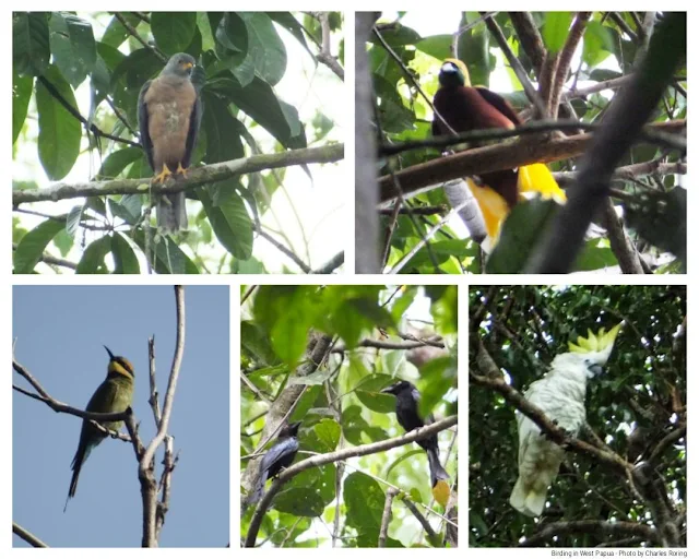 Tropical Birds of New Guinea