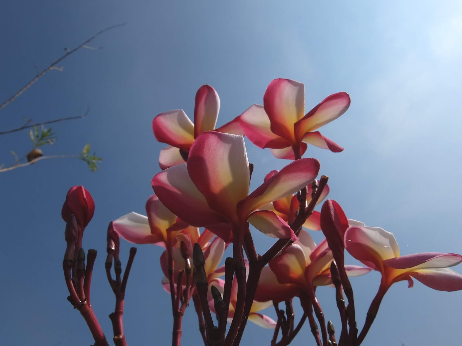 緬梔 雞蛋花 樹木簡介及栽培心得 園藝部落格 Igarden 花寶愛花園園藝文摘plus