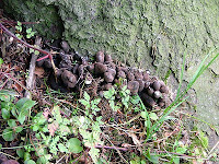 Xylaria polymorpha