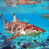 Grey reef sharks and tropical fish wallpaper