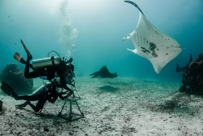 keindahan biota laut indonesia