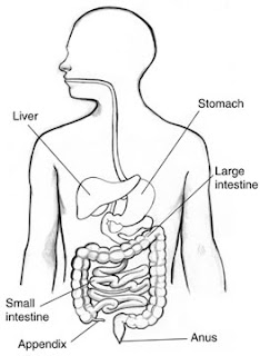 Illustration of the digestive tract.