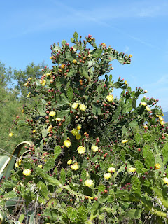 Opuntia ficus-indica - Figuier de Barbarie - Figuier d'Inde 