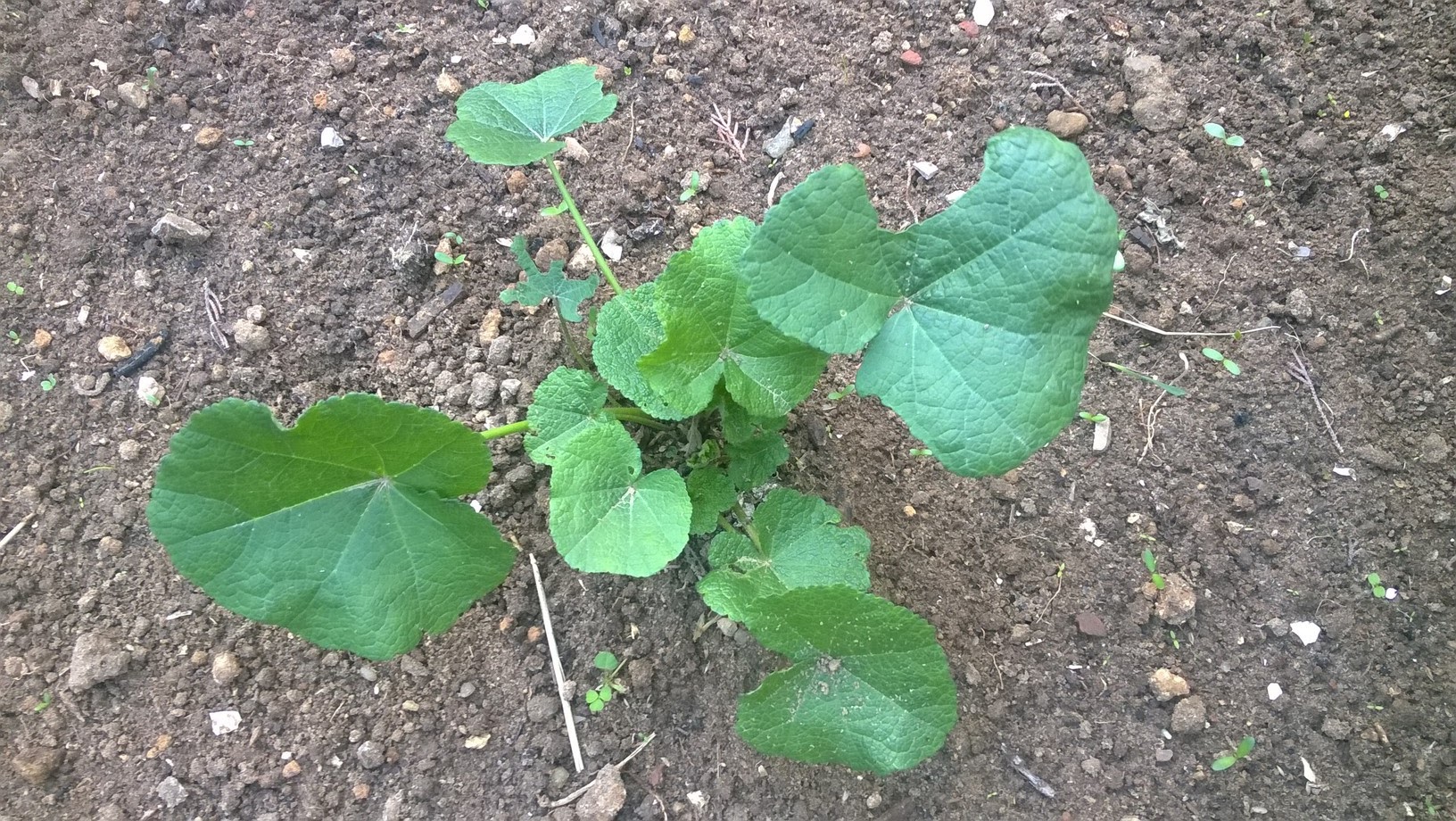 Plant the seedlings about 18 inches apart, then water them thoroughly. Make sure no water gets on the leaves.