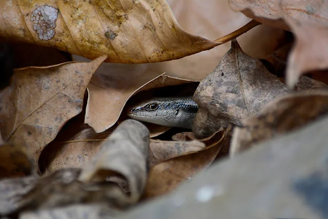 Skink peeking out from the cover of leaf-litter