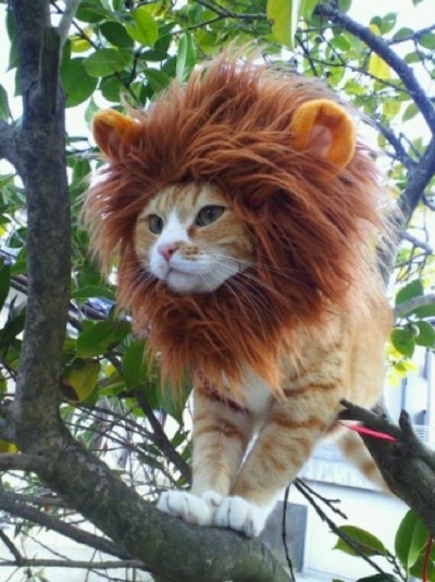 King of the jungle