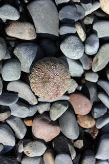 sea urchin on cobble beach Lubec, Maine