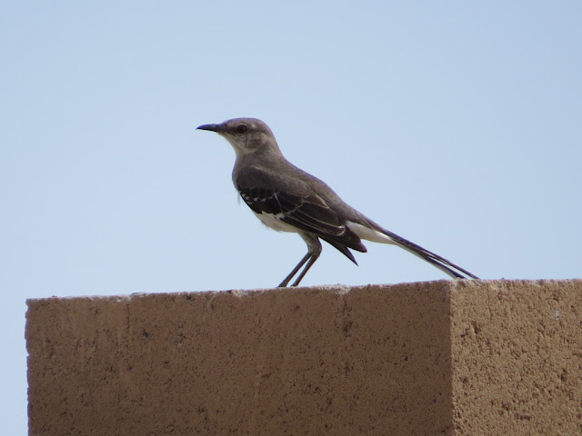 Arizona Birds Photos