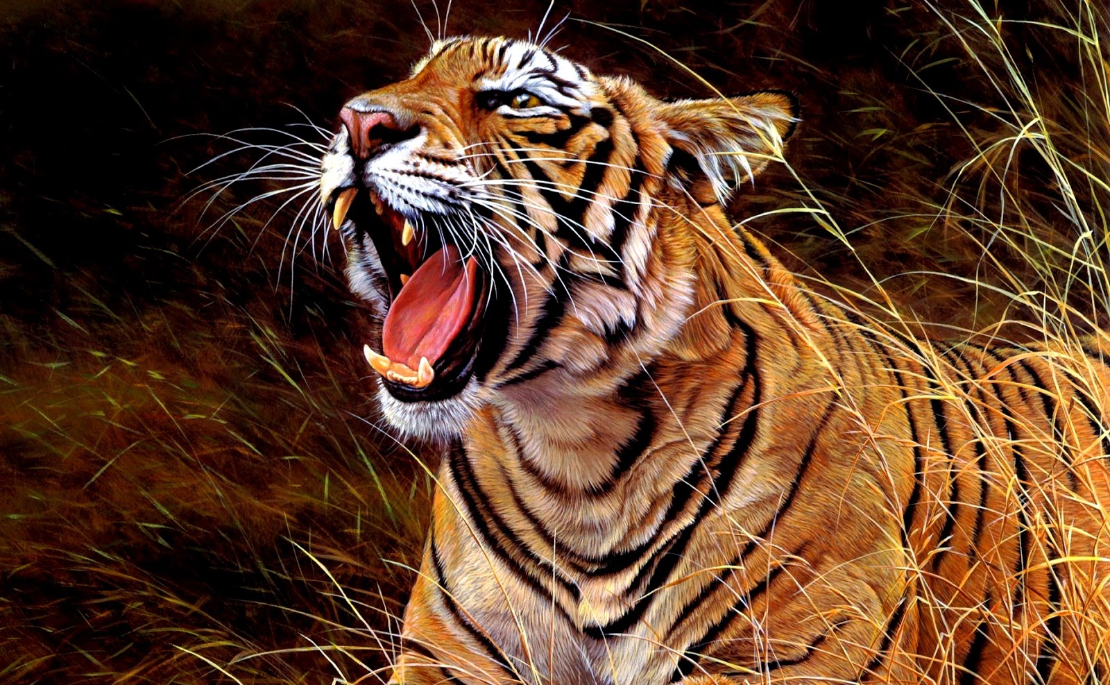  Gambar Harimau Terbaru