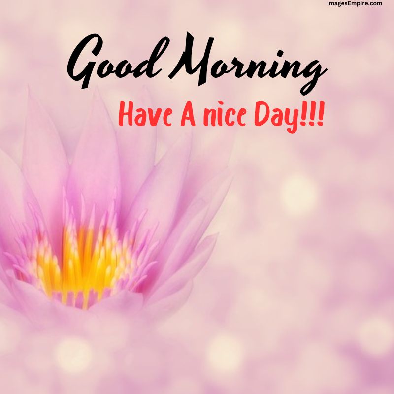 Beautiful and Cute Good Morning Flowers Images with Positive Quotes