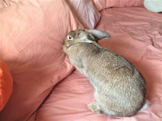 rabbit digging a pillow on a bed