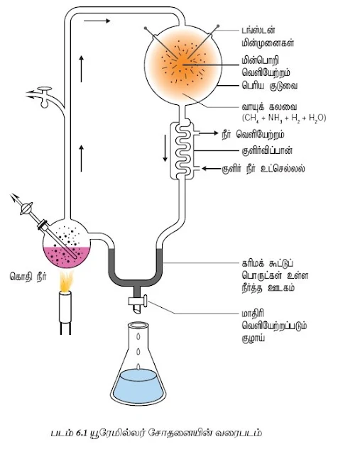  CLASS 12 ZOOLOGY TAMIL MEDIUM TEXT MATERIALS பாடம் 6 பரிணாமம் - CHAPTER 6 EVOLUTION 