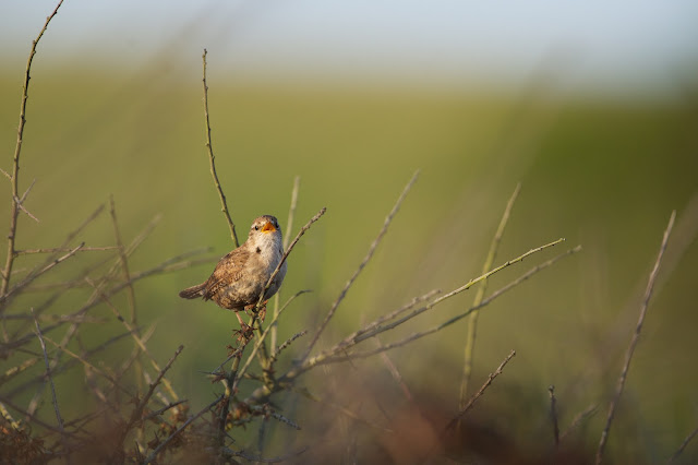 Wren (Troglodytes troglodytes)