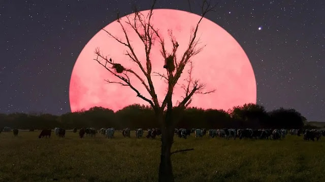 Masya Allah, Nanti Malam Super Pink Moon Terbesar di Tahun 2020