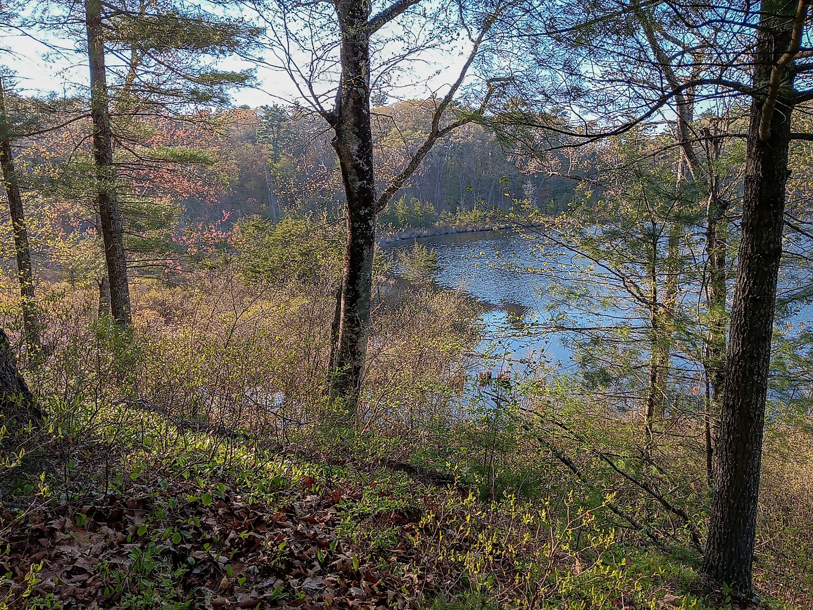 Yet Another View of a Pond Peek between the trees and underbrush to a low-lying pond colored blue by the bright cloudless sky