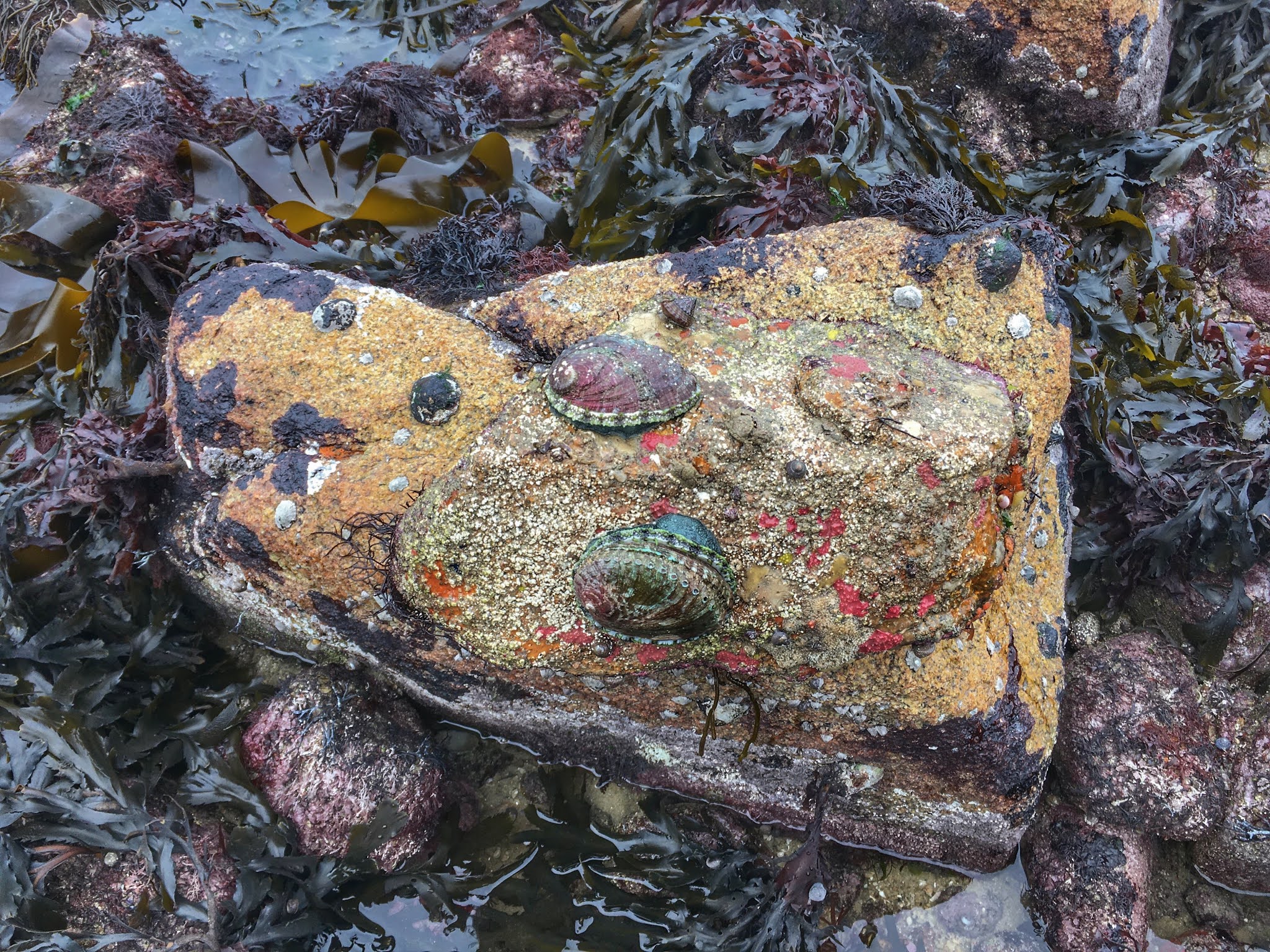 merikorva ranska bretagne finistere ranta meri