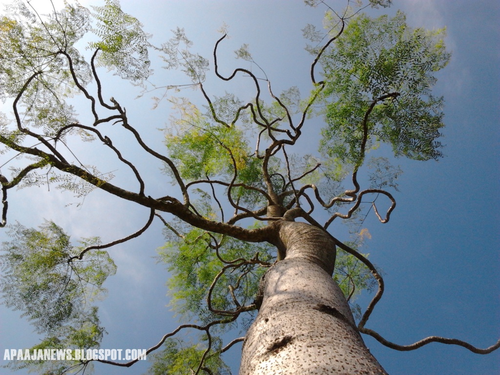 liuk lentok pokok