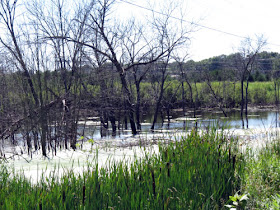 wetland