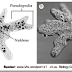  Klasifikasi Protozoa 